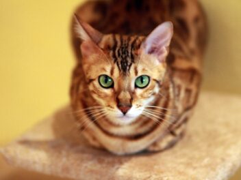 4 races de chat qui ne se laissent pas faire