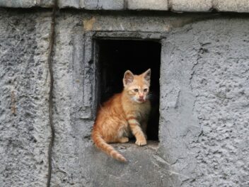 4 races de chat qui sont les plus territoriales
