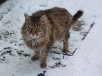 4 races de chat qui peuvent vivre dehors en hiver