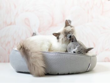 4 races de chat qui sont de vrais amours