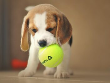 4 races de chien les plus adaptées aux personnes sociables