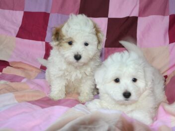 5 races de chien que vous allez adorer avoir à la maison