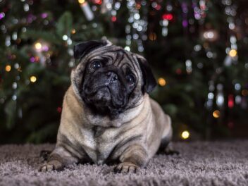4 races de chien qui ont l’air malheureuses