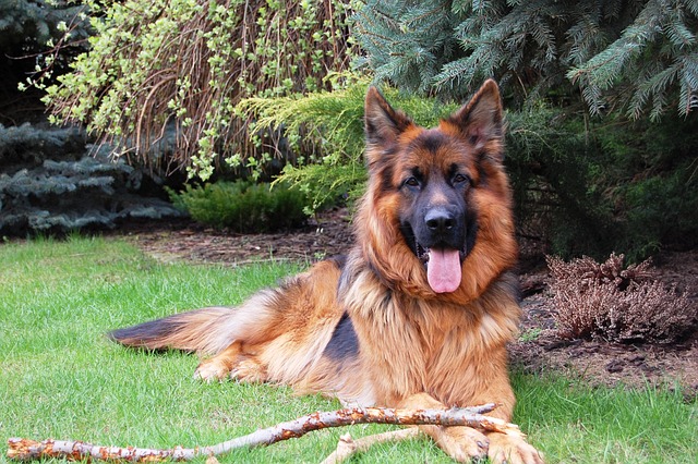 race de chien allemande