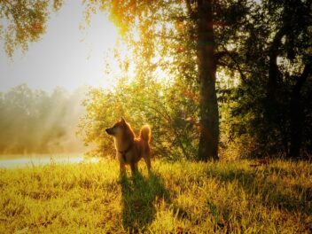 4 races de chien qui ont besoin de liberté