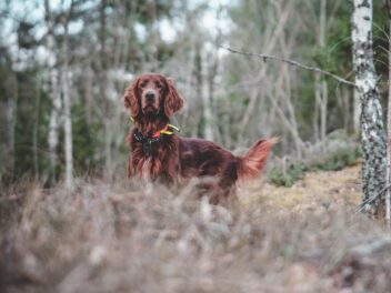 Voici les 9 races de chien qui sont les plus cool