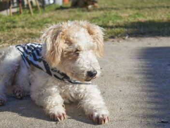 5 races de chien qui sont difficiles à supporter