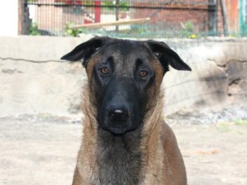 4 races de chien qui vont dissuader les intrus