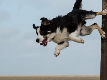 6 races de chien qui vont essayer de s’enfuir