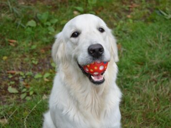 5 races de chien qui ont un excellent rappel