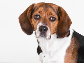 5 races de chien qui sont les plus expressives