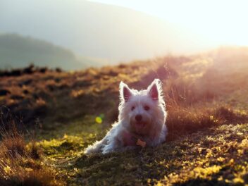 5 races de chien qui sont les plus facétieuses