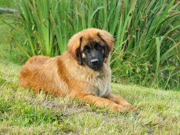 4 races de chien qui sont des forces de la nature