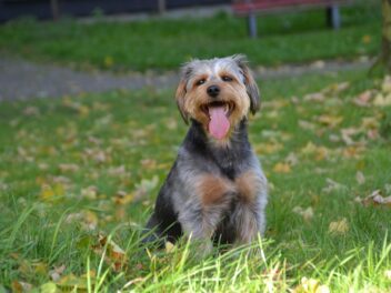 5 races de chien qui sont des fortes têtes