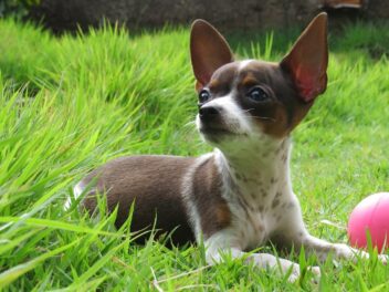 4 races de chien qui sont les plus frileuses