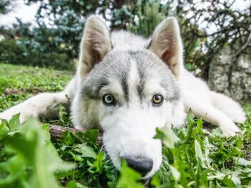 4 races de chien que vous devez garder à l’oeil