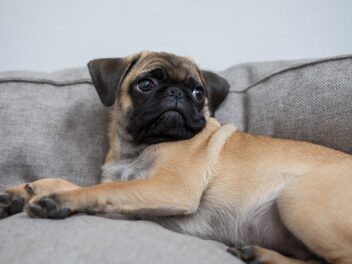 5 races de chien à garder à la maison quand il pleut