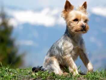 Voici 10 races de chien qui ont un grand coeur plein d&rsquo;amour