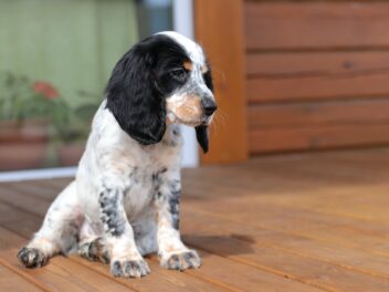 Voici les 10 races de chien idéales pour les personnes vivant seules