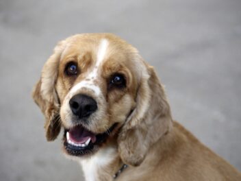 Voici les 10 races de chien qui sont les plus malicieuses