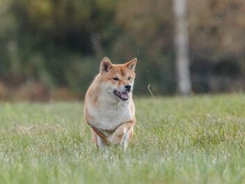 5 races de chien qui ont du mal avec l’autorité