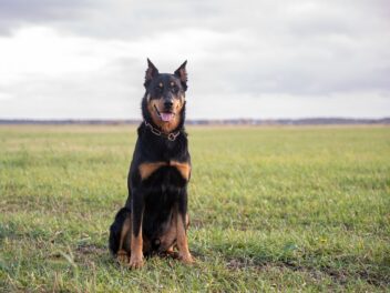 Voici 8 races de chien qui sont originaires de France