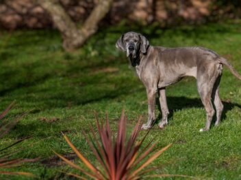 4 races de chien idéales pour les personnes qui s’énervent vite