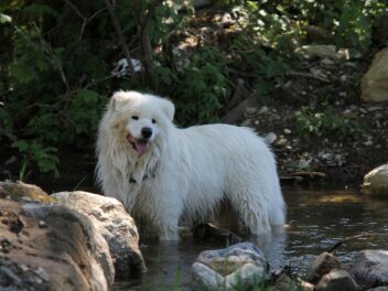 5 races de chien qui peuvent sortir sous la pluie