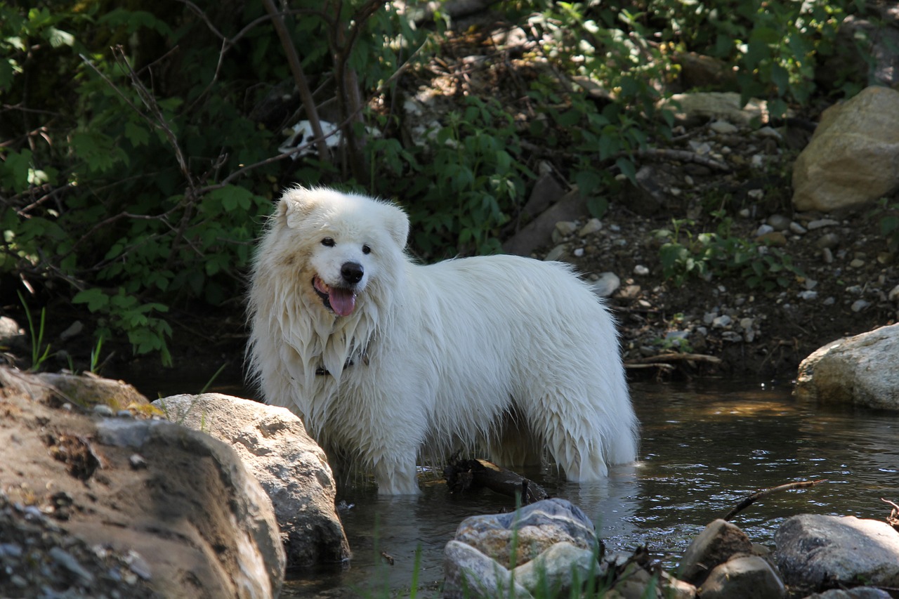 5 races de chien qui peuvent sortir sous la pluie