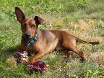 5 races de chien qui sont les plus démonstratives