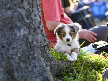 5 races de chien qui recherchent la compagnie des humains
