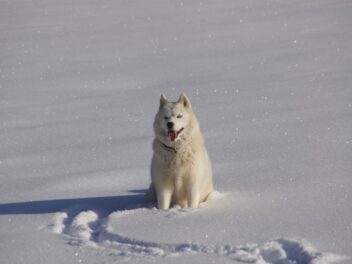 5 races de chien qui peuvent rester dehors en hiver