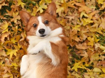 Voici les 9 races de chien qui sont les plus rigolotes