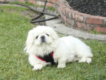 4 races de chien qui ne se laissent pas faire