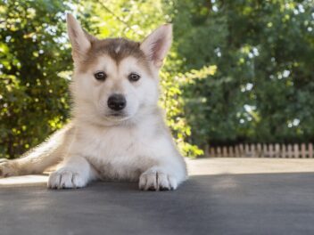 5 races de chien qui demandent une surveillance permanente