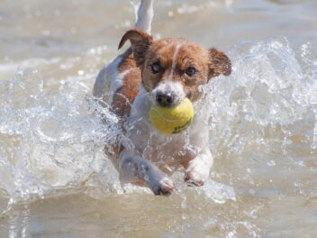 4 races de chien qui sont les plus survoltées