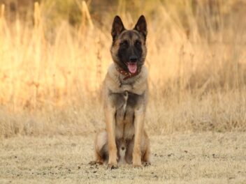 4 races de chien qui sont les plus territoriales