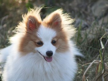 Voici 9 races de chien qui sont toujours contentes