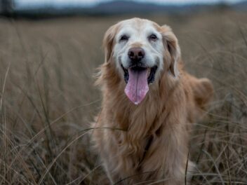 Voici les 6 races de chien qui vont vénérer leur maître comme un Dieu