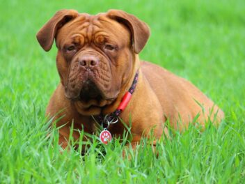 4 races de chien qui sont victimes de stéréotypes