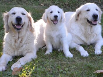 4 races de chien qui sont de vrais amours