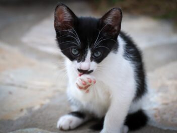 4 races de chat qui sont victimes de stéréotypes