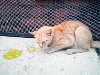 Sida du chat (FIV), symptômes, causes et traitement