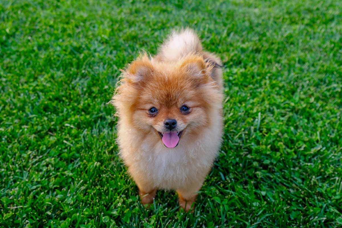 Pourquoi mon Spitz nain tremble ?