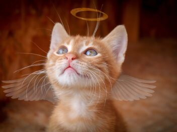 4 races de chat qui sont des petits anges