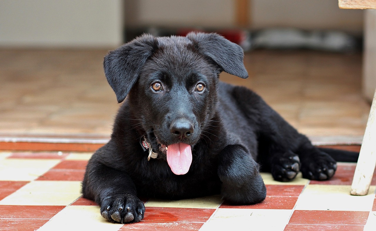 chien abordable