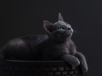 4 races de chat qui sont les moins câlines