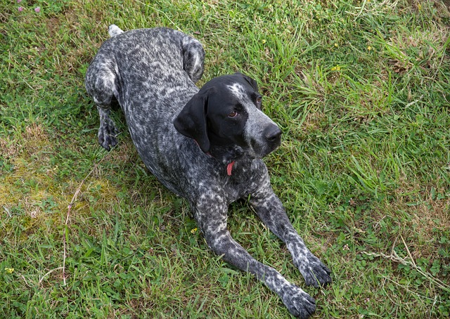 race de chien bonne compagnie 