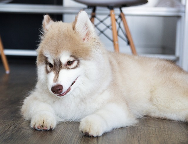 race de chien mettre désordre à la maison