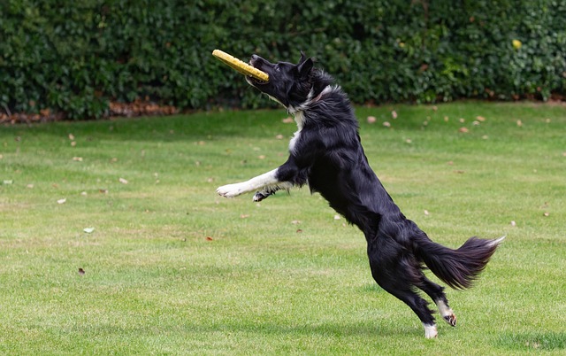 race de chien frisbee
